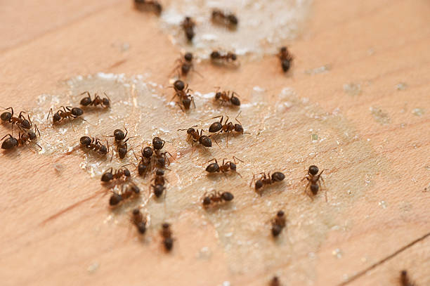 Wasp Removal Services in West Portsmouth, OH